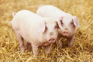 БВМ добавка для свиней Purina 15%  Город Стерлитамак